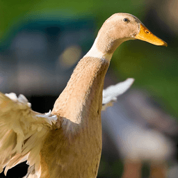 Tall Duck Studio